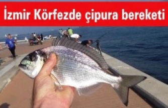 İzmir Körfezde çipura bereketi