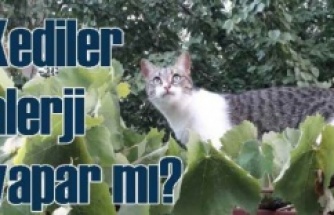 Alerji Yapmayan Kedi Var Mıdır?