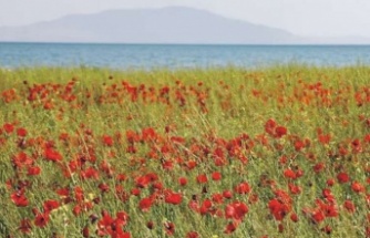Van'da gelincik tarlalarını görüntüledi