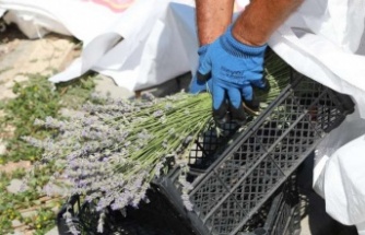 BODRUM’DA LAVANTA HASADI BAŞLADI