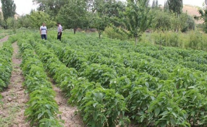 Malatya’da Yetiştirildi  Kilogramı 300 lira