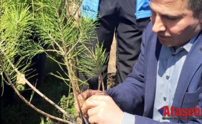 Ak Parti Ataşehir teşkilatı ağaç dikme etkinliği düzenledi