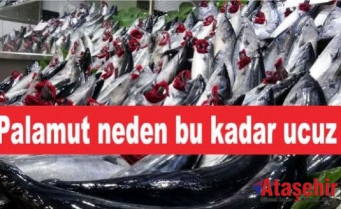 Palamut neden bu kadar ucuz