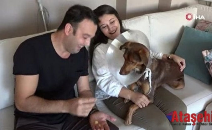 Köpeği ameliyat olan kadına belediyeden bir gün refakat izni