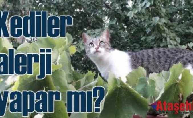 Alerji Yapmayan Kedi Var Mıdır?