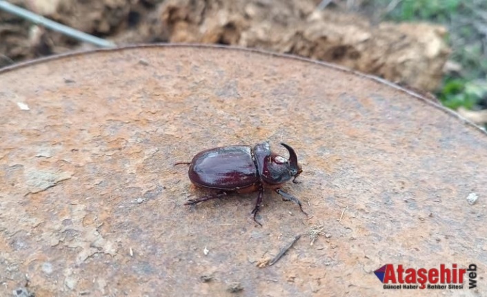 Dünyanın en güçlü böceği Hakkari’nin Yüksekova'da görüldü.