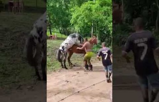 At Çiftliğinde Atlar Çiftleştiriliyor,