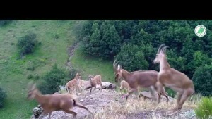 Foto Kapan Yaban Hayatı Görüntüleri