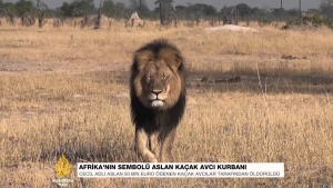 Kaçak avcılar, Afrika'nın en ünlü aslanını öldürüldü. 2015