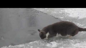 Kedi Buzda Balık Avlıyor