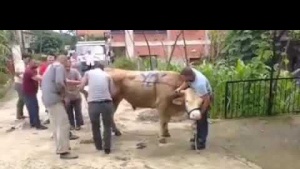 Kurban Keserken Nelere Dikkat Etmeliyiz Kurban Nasıl Yatırılır