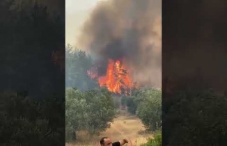 Yanan Ormanda Tutuşan Kozalaklar orman yangınının yayılmasını sağlıyor