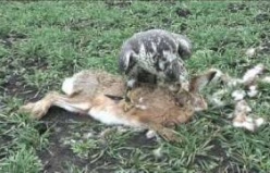 Falcon Hunting on rabbit 2011-2012