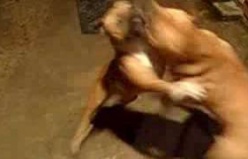 staffy (bruce) and pittbull (scooby) play fighting 