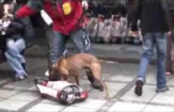 Am.Pit Bull Terrier - fight to a finish IV.- part two 2011-2012