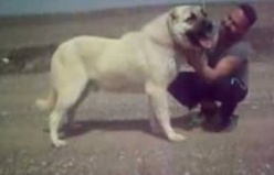 tukish KANGAL vs.American Pitbull Terrier Dog Fight 2011-2012