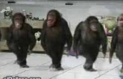 laz maymunlar horonda 2011-2012