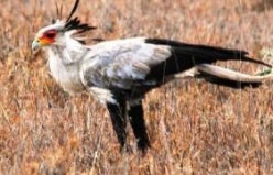 Africa's Killer Birds 2011-2012