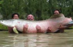 The Biggest Fish In The World  2011-2012